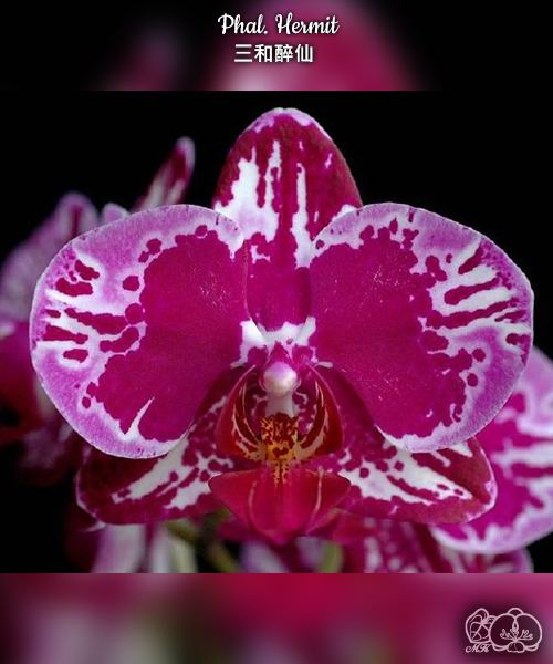 美琪園藝Miki Orchid - 品種庫